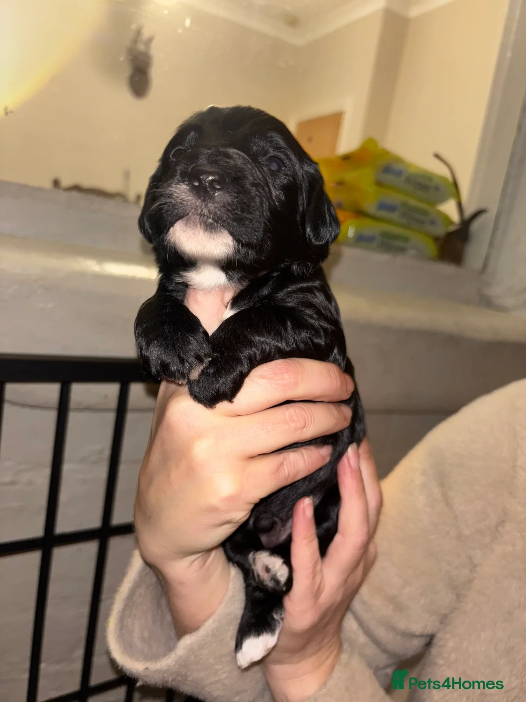 Cockapoo dogs for sale: Gorgeous F1 Cockapoos - Advert 9