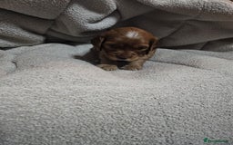 Cocker Spaniel dogs for sale: Beautiful cocker spaniel puppies - Image 16