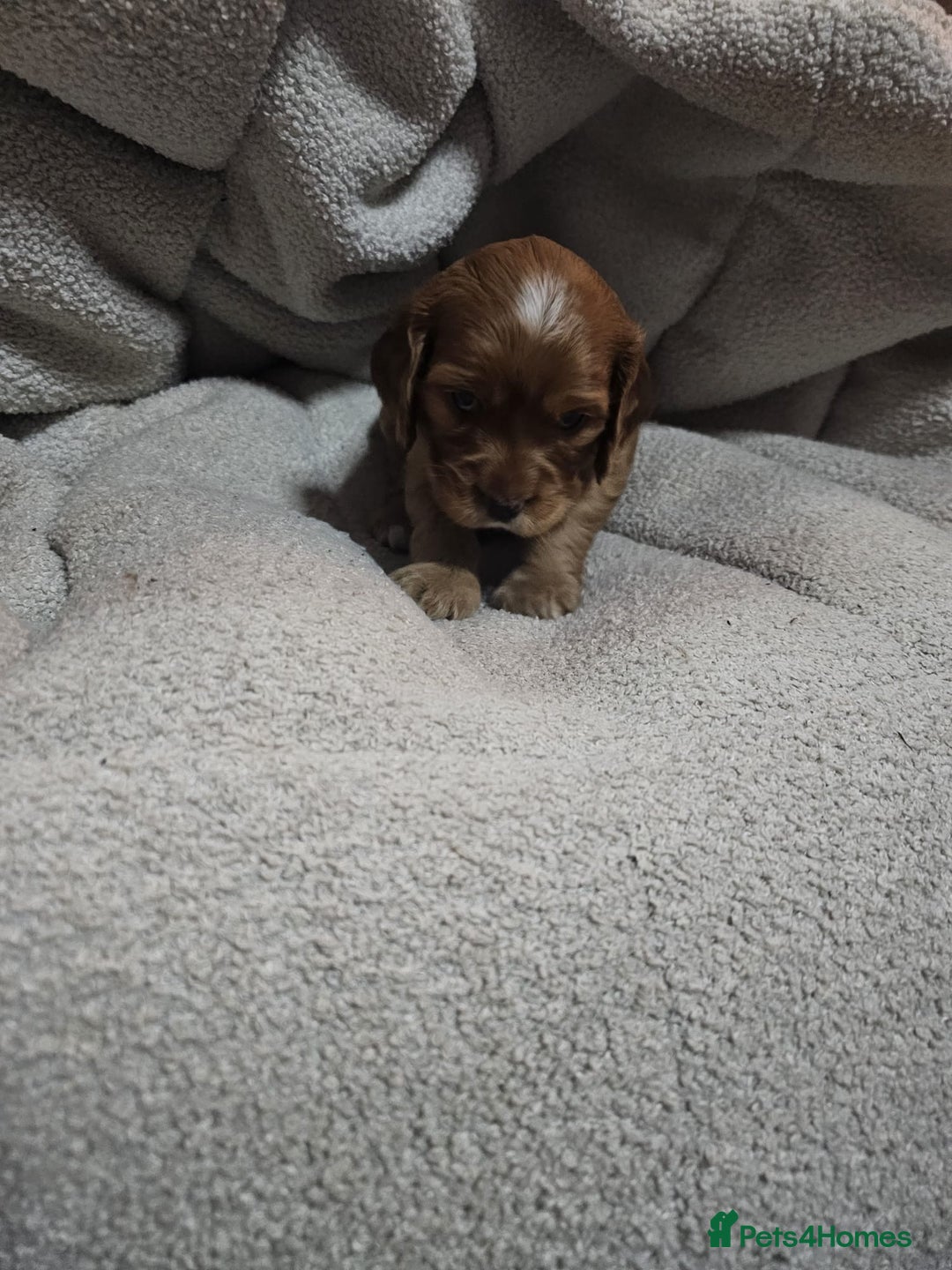 Cocker Spaniel dogs for sale: Beautiful cocker spaniel puppies - Image 16