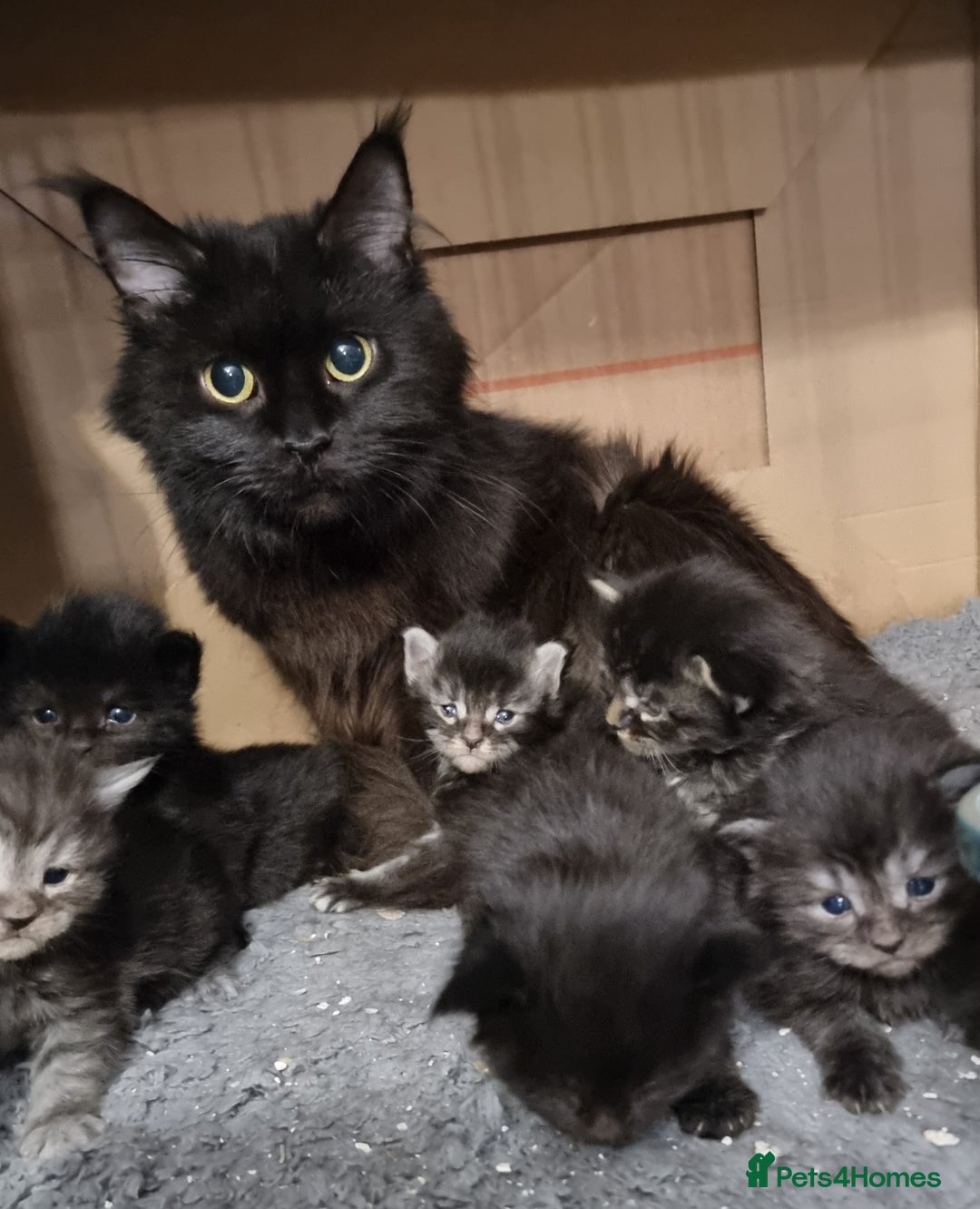 Maine Coon cats for sale: Pedigree Maine Coon Kittens GCCF REGISTERED  - Advert 35