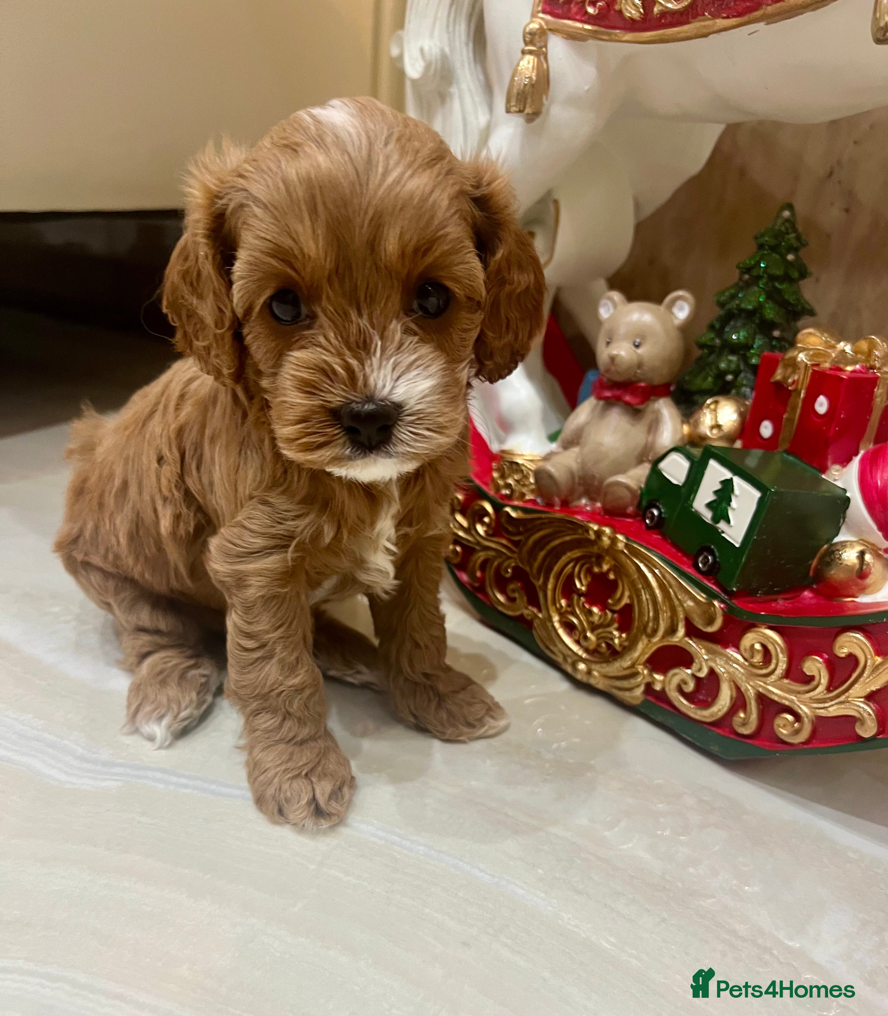 Cavapoo dogs 👑Fabulous Toy Cavapoo Puppies KC Reg parents✨ - Advert 3