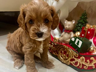 Cavapoo dogs 👑Fabulous Toy Cavapoo Puppies KC Reg parents✨ - Advert 5
