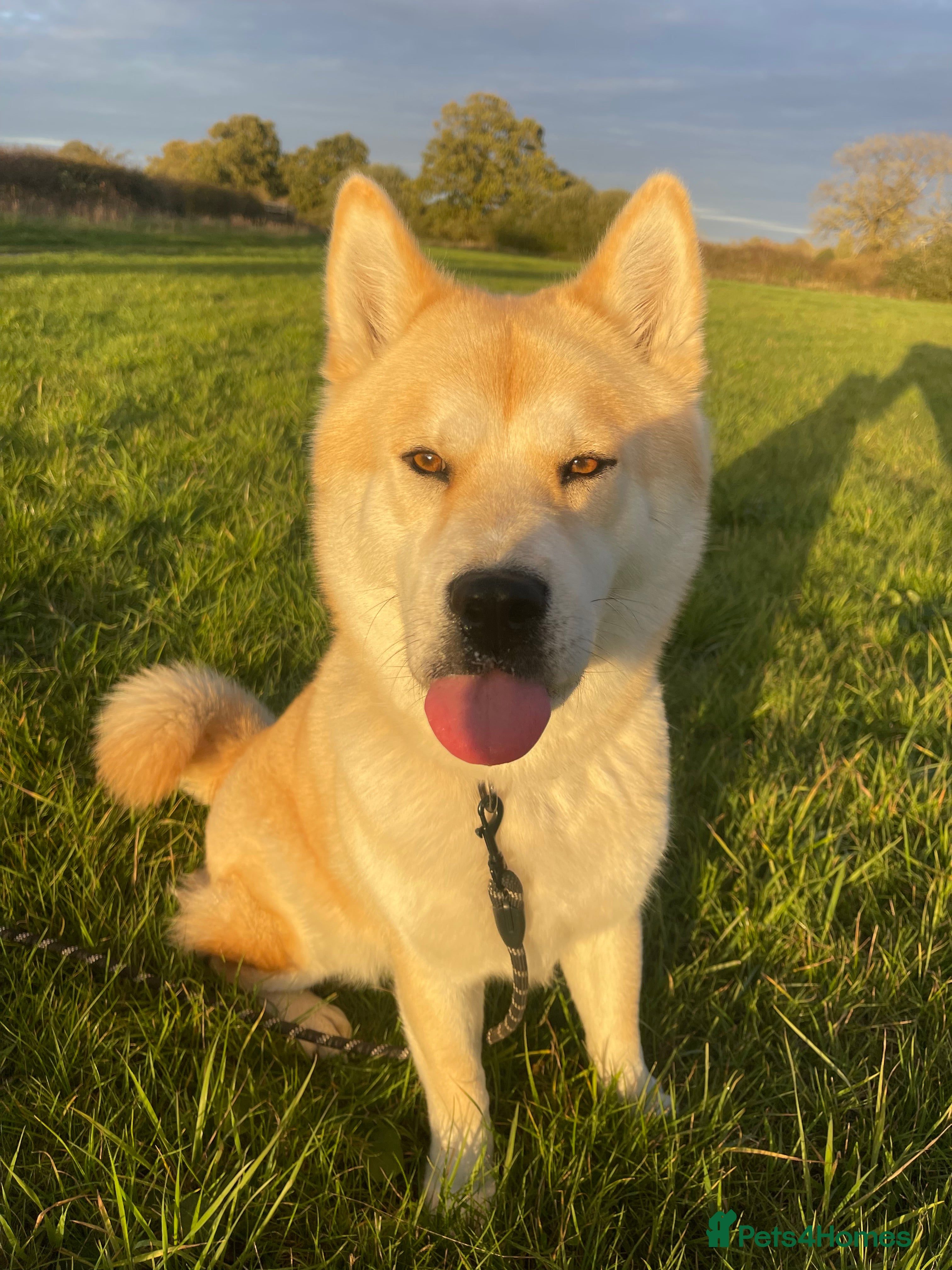 Mixed Breed dogs chowski / chow chow  - Advert 4