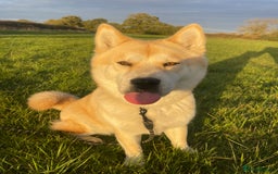 Mixed Breed dogs for sale: chowski / chow chow  - Advert 1