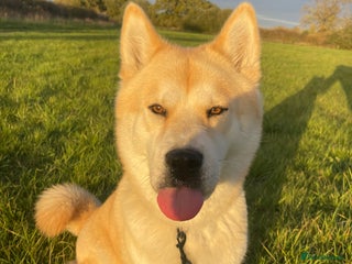 Mixed Breed dogs chowski / chow chow - Advert 5