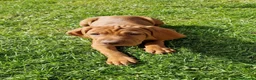Hungarian Vizsla dogs for sale: READY TO LEAVE ,. 4 Beautiful girls left. - Advert 14