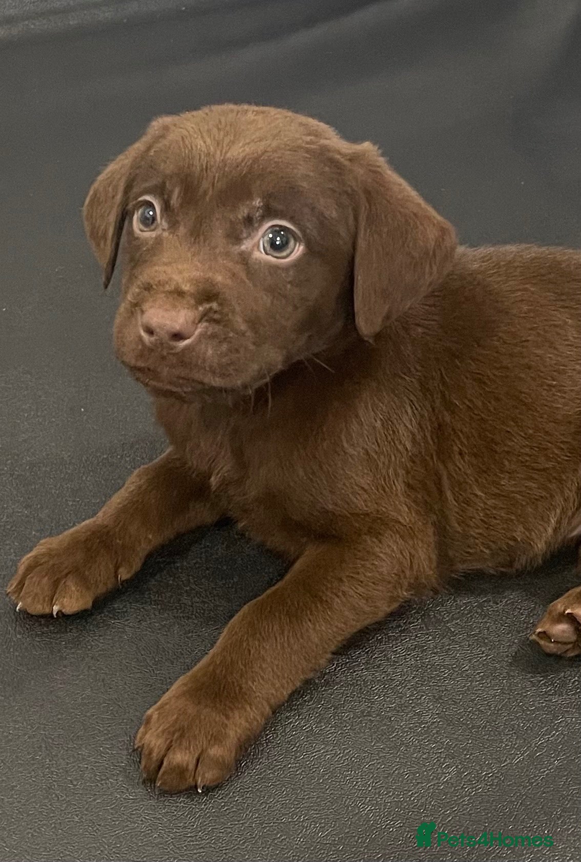 Labrador Retriever dogs Gorgeous Labrador pups - Advert 1
