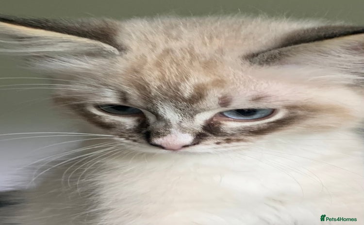 Ragdoll cats - Advert 2