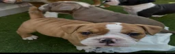 Mixed Breed dogs for sale: Olde Tyme x American bulldogs in Glasgow - Advert 10