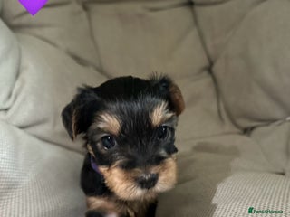 Yorkshire Terrier dogs Little Yorkshire Terrier - Advert 2