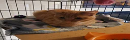 Domestic Shorthair cats for sale: Gorgeous Roger looking for his forever home - Advert 1