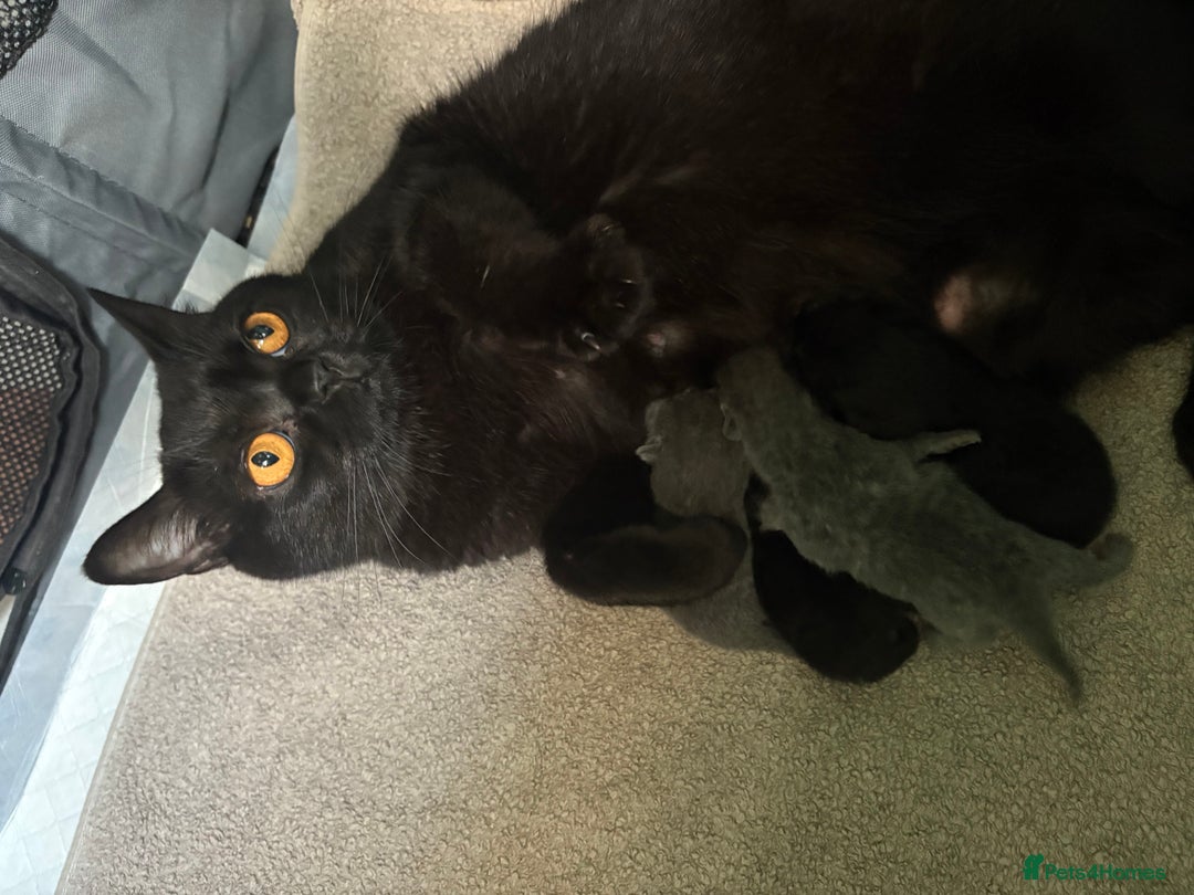 British Shorthair cats for sale: Fluffy BSHs! Grey and black! - Image 6