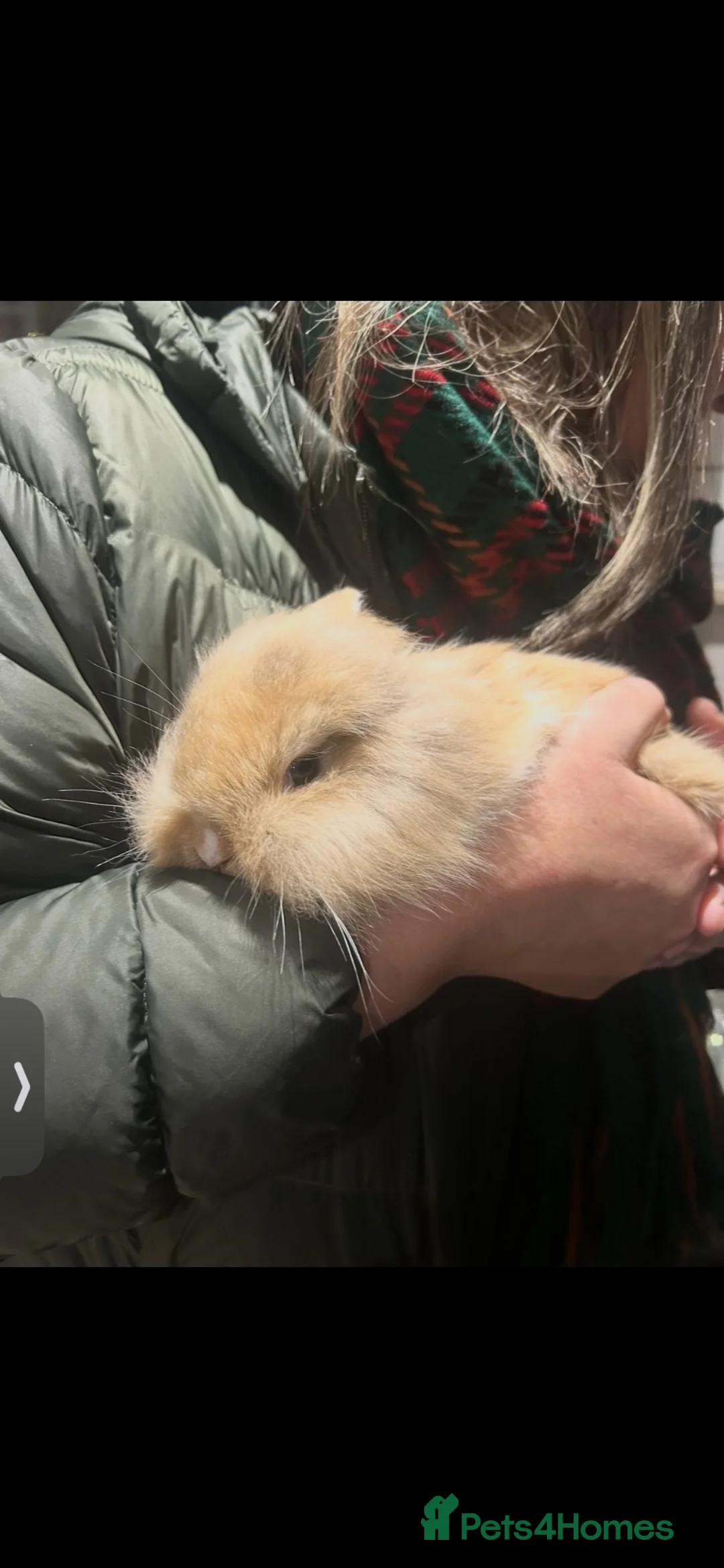Mini Lion Lop rabbits for sale: Baby rabbit  - Advert 2
