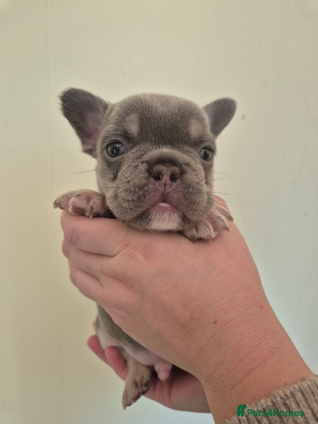 French Bulldog dogs for sale: Beautiful Frenchie Pups - Advert 4