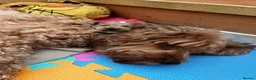 Cockapoo dogs for sale: Beautiful Cockapoo F1B Puppies  🐶❤️ - Advert 19