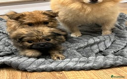 Pomeranian dogs for sale: 3 male pomaranian - Image 2