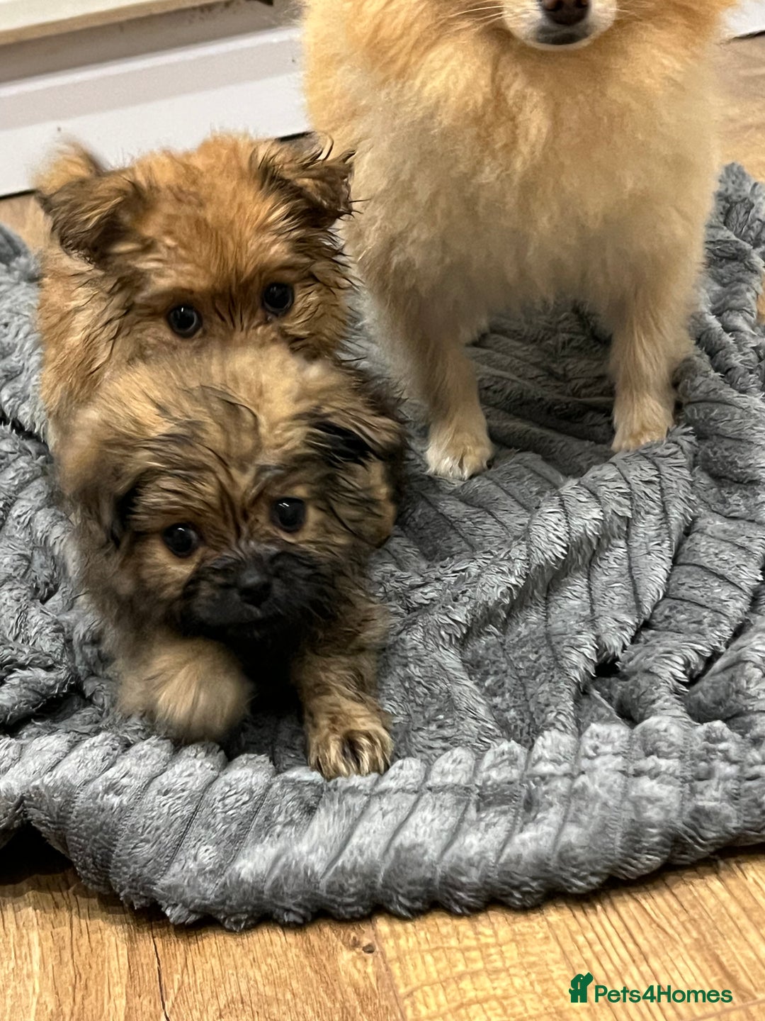 Pomeranian dogs for sale: 3 male pomaranian - Image 2