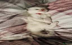 Ragdoll cats for sale: 5 beautiful and healthy Ragdoll kittens - Image 20