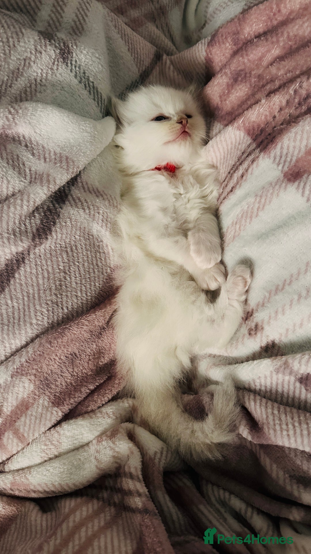 Ragdoll cats for sale: 5 beautiful and healthy Ragdoll kittens - Image 20