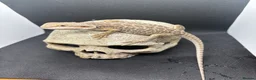 Bearded Dragon reptiles for sale: Spectacular baby dragons ready now  - Advert 9