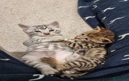 Savannah cats for sale: Gorgeous f5 kittens  - Image 5