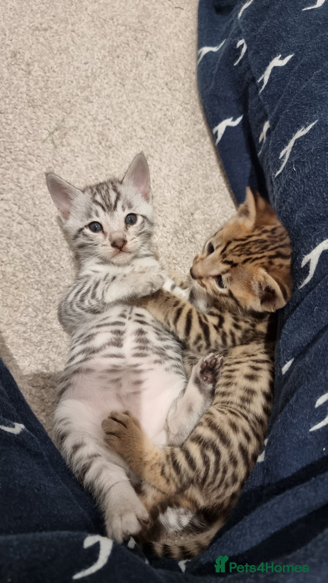 Savannah cats for sale: Gorgeous f5 kittens  - Image 5