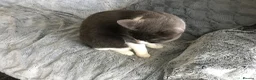Mixed Breed cats for sale: Oreos - Advert 5