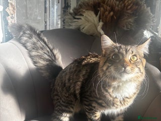 Domestic Shorthair cats fluffy tabby male - Advert 5