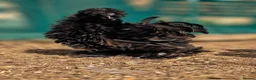 Chickens poultry for sale: USA Silkie Chicks - Advert 9