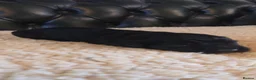 Cocker Spaniel dogs for sale: Kc Reg health tested working cocker spaniels  - Advert 4
