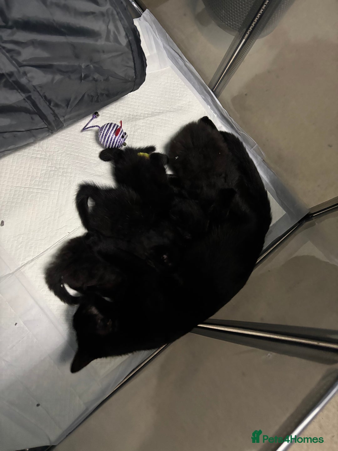 Mixed Breed cats for sale: 4 lovely black kittens waiting for their new homes - Image 5