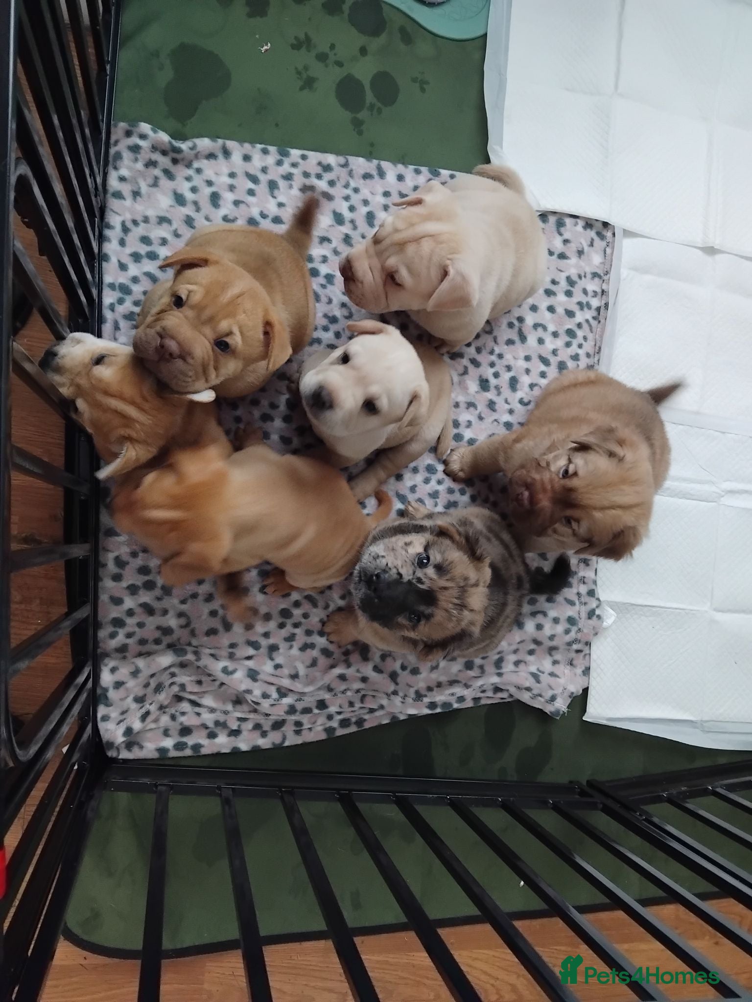Mixed Breed dogs French bulldog sharpei x pups - Advert 1