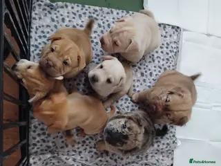 Mixed Breed dogs French bulldog sharpei x pups - Advert 3