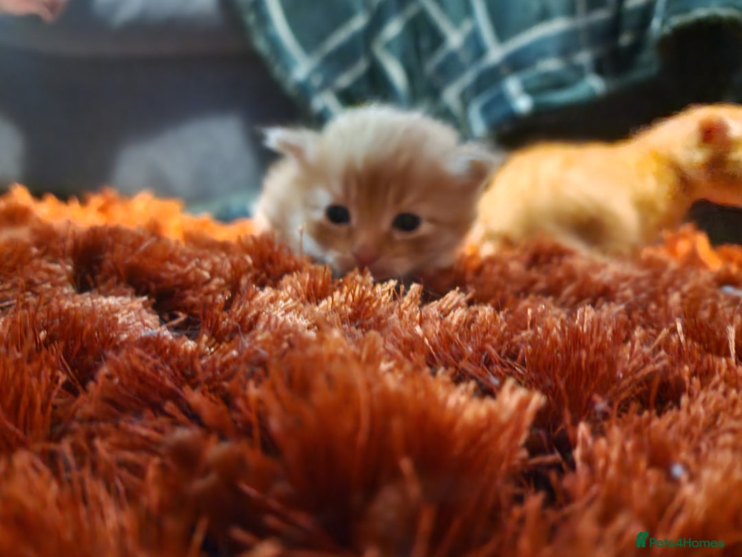 British Longhair cats for sale: 4 Adorable kittens for sale  - Advert 18
