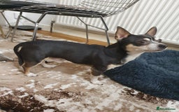 Chihuahua dogs for sale: Male chihuahua for adoption  - Image 1