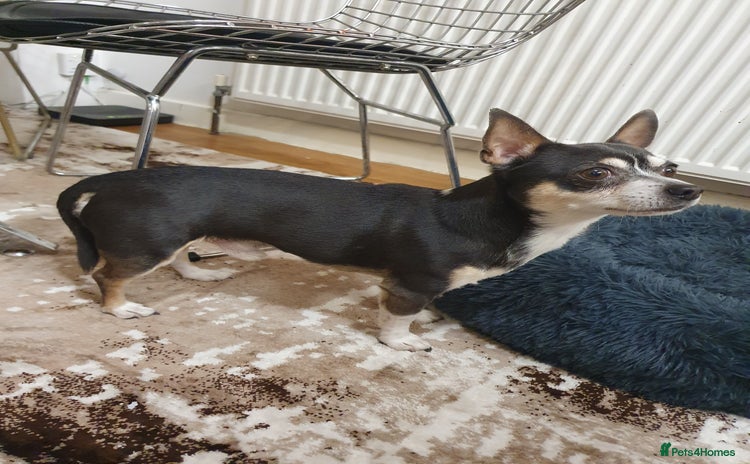 Chihuahua dogs - Advert 1