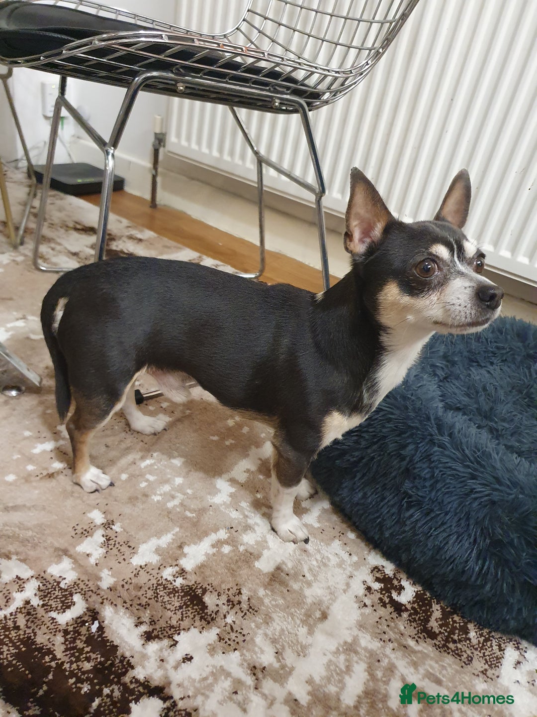 Chihuahua dogs for sale: Male chihuahua for adoption  - Image 1