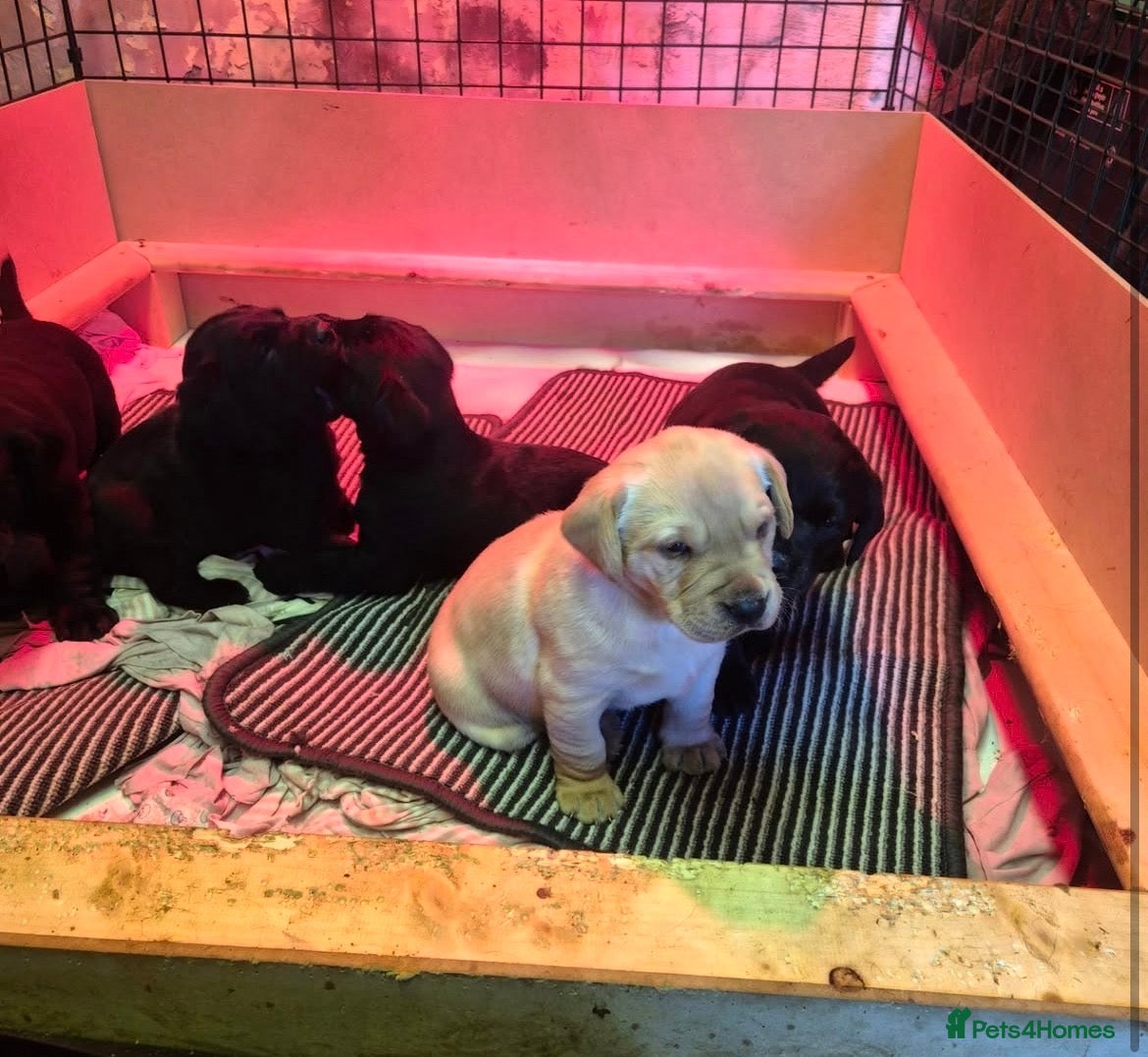 Labrador Retriever dogs Labrador Puppies for sale  - Advert 3