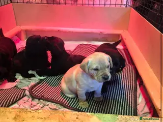 Labrador Retriever dogs Labrador Puppies for sale - Advert 3