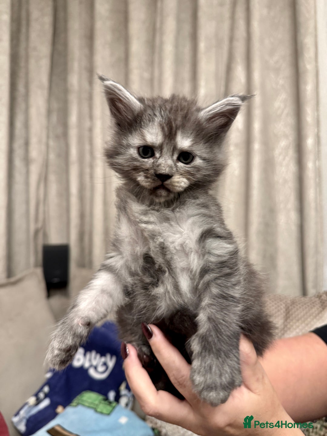 Maine Coon cats for sale: Maine coon kittens - Advert 13