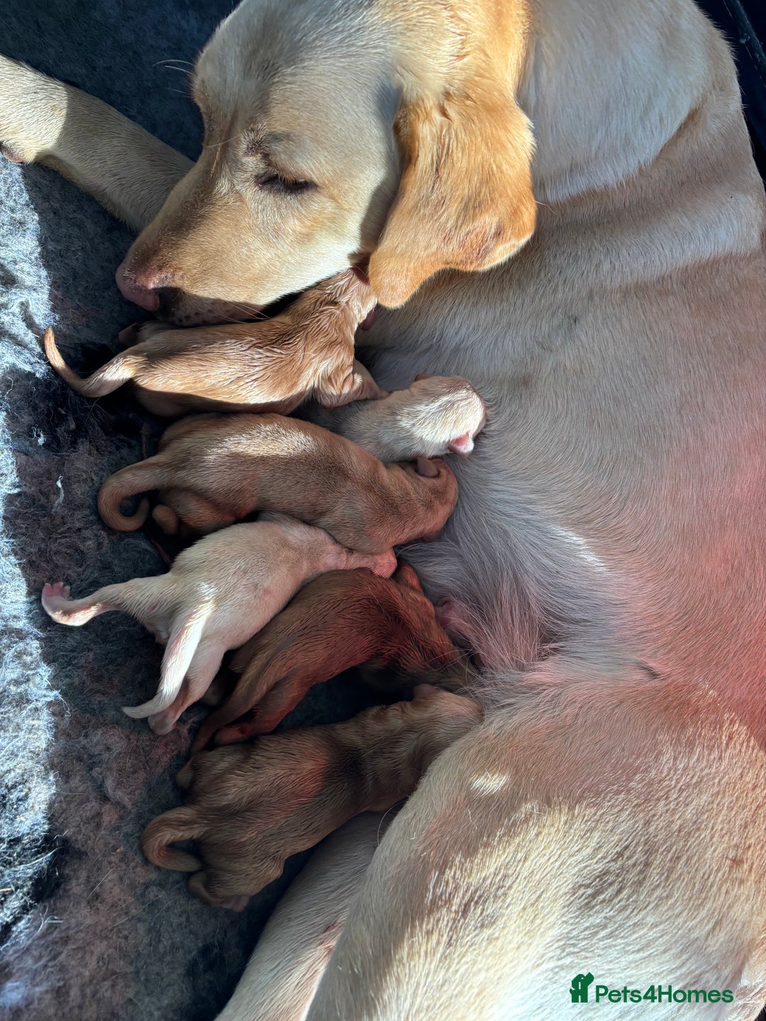 Labrador Retriever dogs for sale: Pretty Perfect Labrador Puppies- Ready in December - Image 9