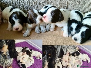 Cockapoo dogs *NEW VIDEO* Parti Roan F1 Cockapoos. DNA Tested  - Advert 13