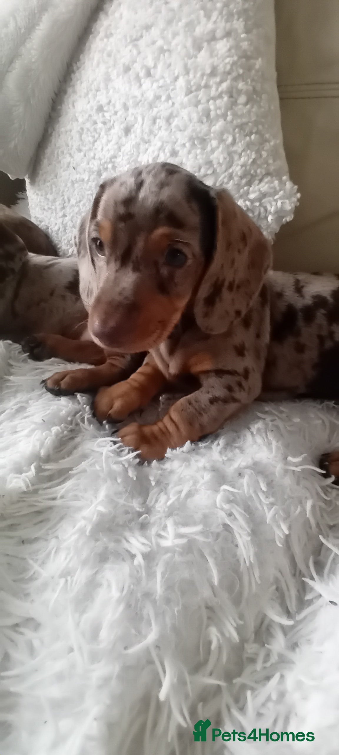 Miniature Dachshund dogs 2 dapple girls - Advert 2