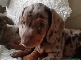 Miniature Dachshund dogs 2 dapple girls - Advert 11