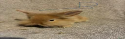 Lionhead rabbits for sale: Pure Lionhead Bunnies  - Advert 5