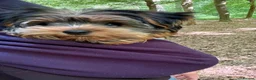 Yorkshire Terrier dogs for stud: KC Champion Bloodline Yorkshire Terrier Stud  - Advert 3