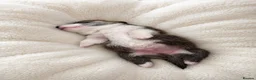 Welsh Corgi Pembroke dogs for sale: Hand reared Pembroke Corgis in Tenby - Advert 23