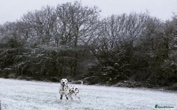 Dalmatian dogs for stud: Handsome Pongo in Denny - Image 6