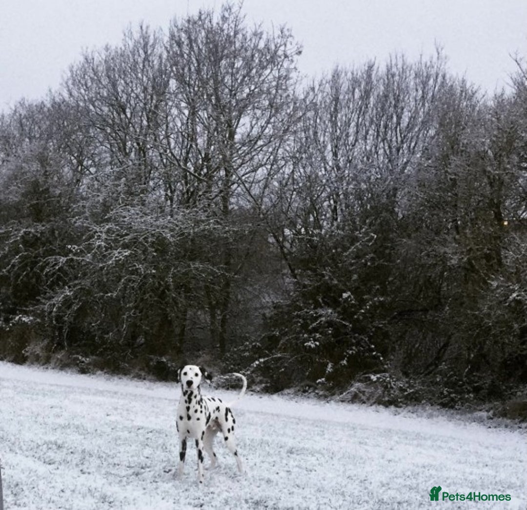 Dalmatian dogs for stud: Handsome Pongo in Denny - Image 6