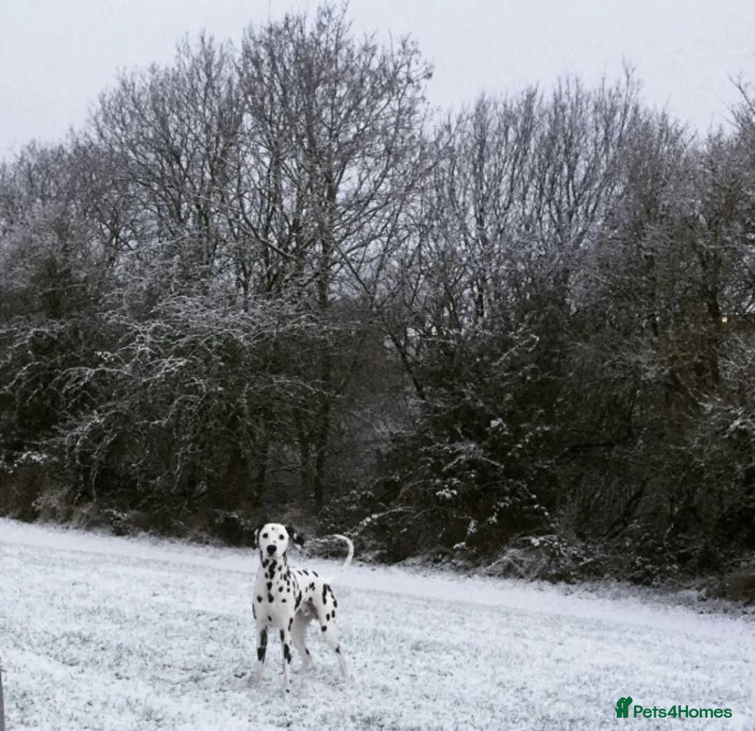 Dalmatian dogs for stud: Handsome Pongo in Denny - Advert 6